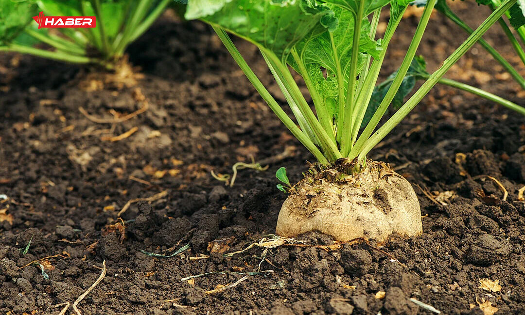Tarım ve Orman Bakanlığı, çiftçilerin merakla beklediği yeni sezon şeker