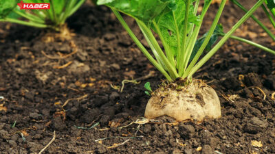 Tarım ve Orman Bakanlığı, çiftçilerin merakla beklediği yeni sezon şeker