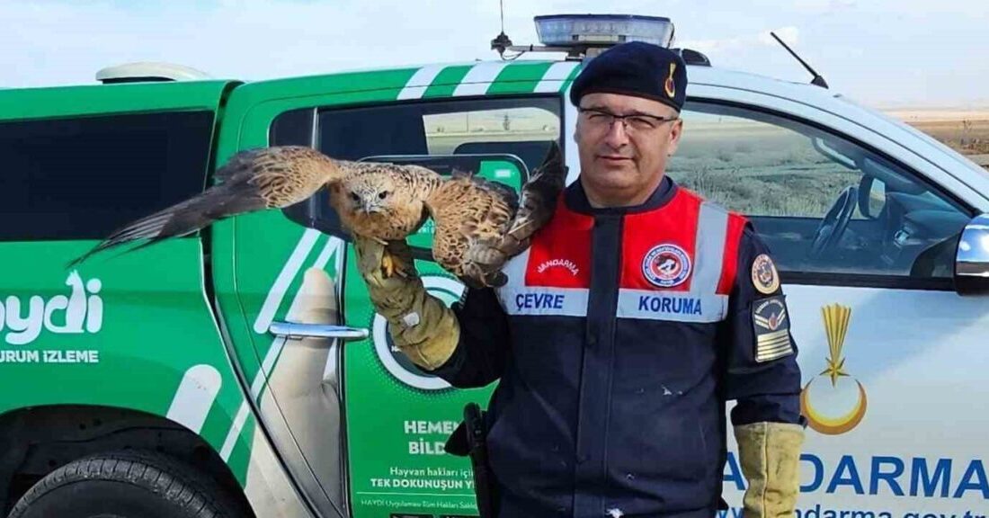 Yozgat’ın Boğazlıyan ilçesinde bulunan yaralı kızıl şahin koruma altına alındı.