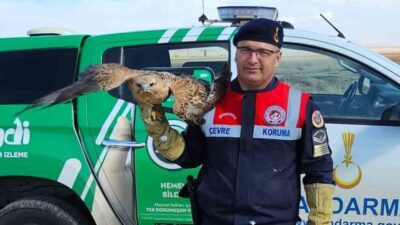 Yozgat’ın Boğazlıyan ilçesinde bulunan yaralı kızıl şahin koruma altına alındı.