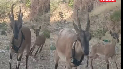 Yozgat Kazankaya Kanyonu’nda yürütülen doğal yaşamı canlandırma çalışmaları meyvelerini vermeye