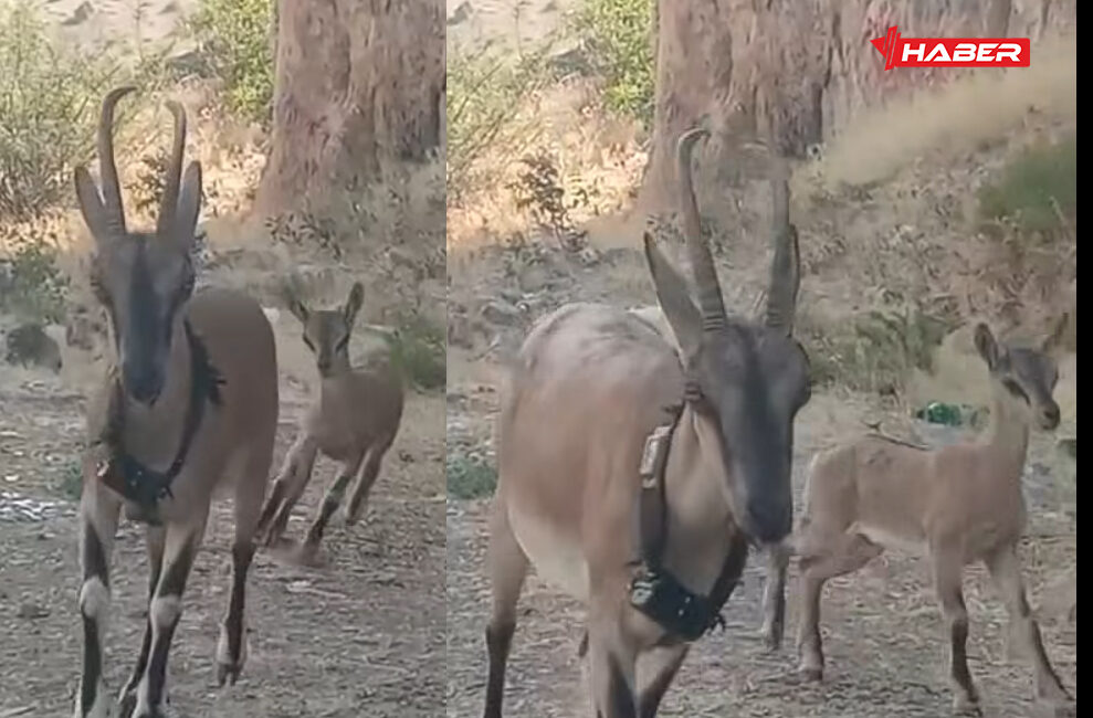 Yozgat Kazankaya Kanyonu’nda yürütülen doğal yaşamı canlandırma çalışmaları meyvelerini vermeye