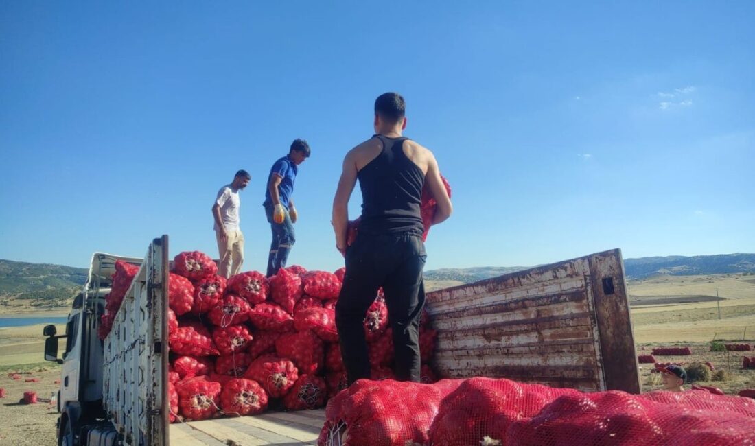 Çekerek ilçesinde üreticiler imece usulüyle mor ve sarı soğan hasadı