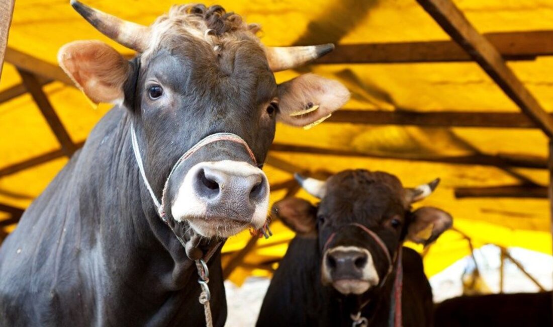 İlçe Tarım Müdürlüğü: “Aşılama ve Denetimler Aralıksız Sürüyor” Yerköy İlçe