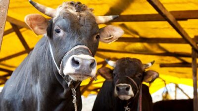 İlçe Tarım Müdürlüğü: “Aşılama ve Denetimler Aralıksız Sürüyor” Yerköy İlçe