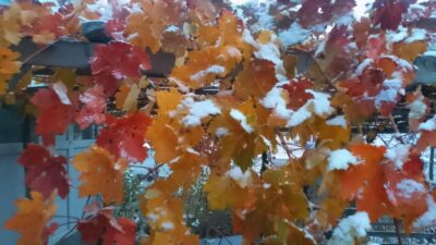 Akçakent ilçesinde yılın ilk karı yağdı. Yüksek rakımları ve ormanlık