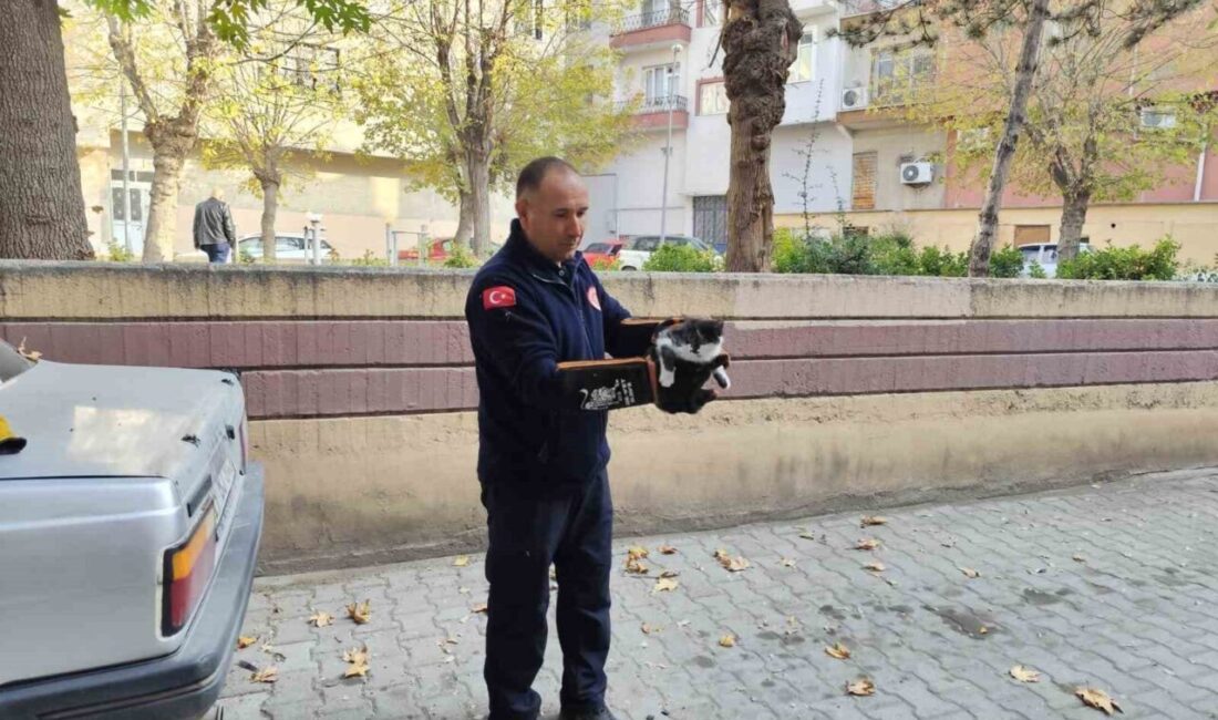 Çorum’un Sungurlu ilçesinde tırmandığı ağaçta mahsur kalan kedi itfaiye tarafından