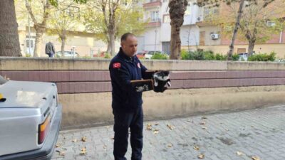 Çorum’un Sungurlu ilçesinde tırmandığı ağaçta mahsur kalan kedi itfaiye tarafından
