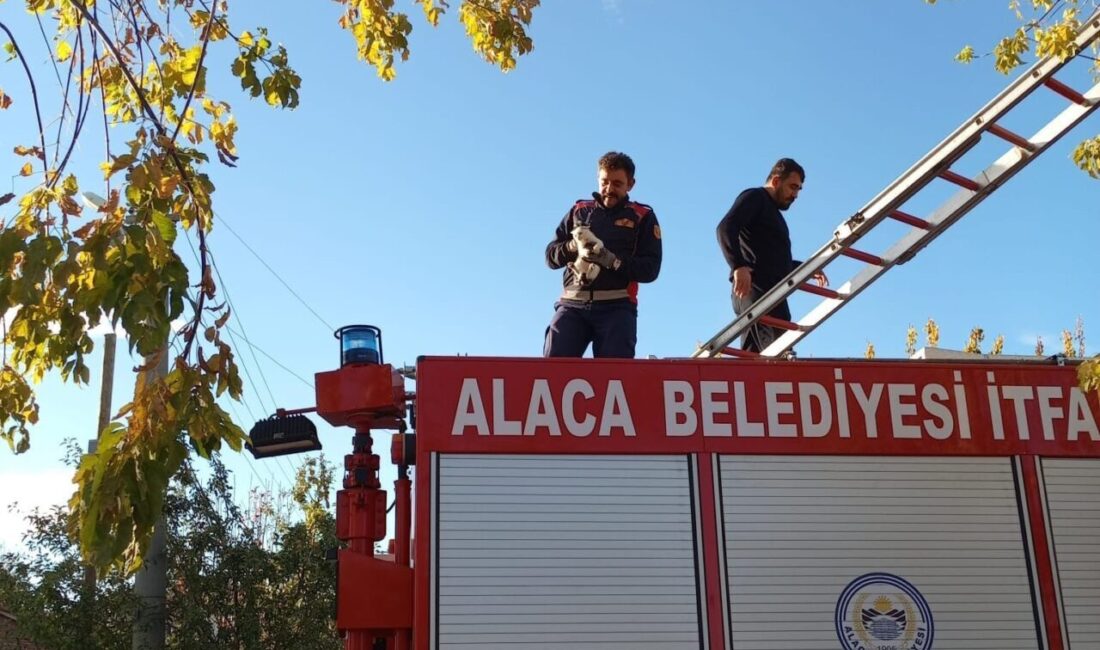 Çorum’un Alaca ilçesinde, bir parkta ağacın dalında mahsur kalan yavru