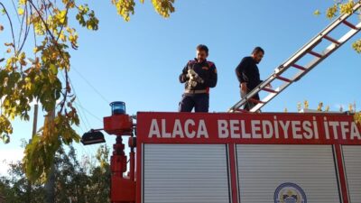 Çorum’un Alaca ilçesinde, bir parkta ağacın dalında mahsur kalan yavru