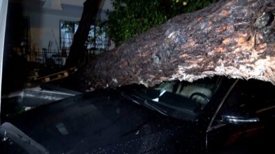Antalya’da Sarı Alarm Verildi: Yağmur ve Rüzgarın Etkisiyle Ağaç Devrildi