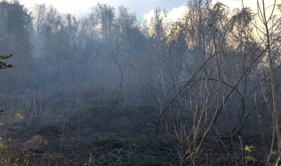 Artvin’in Hopa ilçesinde tarım arazisinde başlayan yangın, rüzgarın etkisiyle hızla