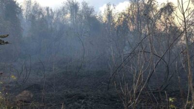Artvin’in Hopa ilçesinde tarım arazisinde başlayan yangın, rüzgarın etkisiyle hızla
