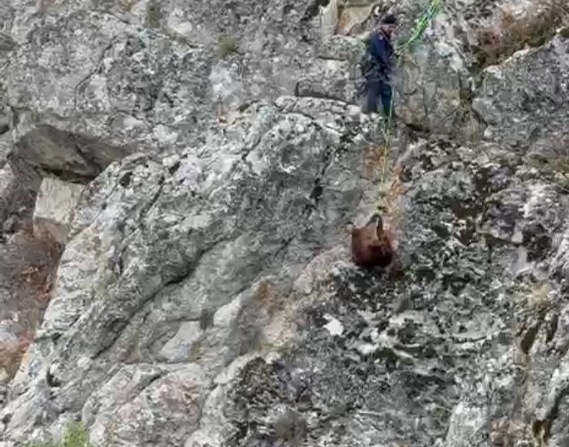 Bucak ilçesi Kartallı Dağı’nda mahsur kalan keçiler, itfaiye ekiplerinin uzun