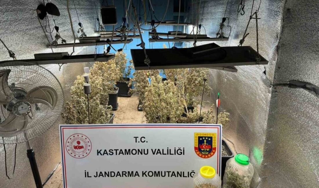 Kastamonu’da çiftlik evlerinde kenevir yetiştiren ve jandarma ekiplerince yakalanan şahısların