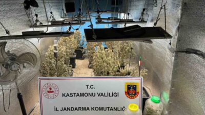 Kastamonu’da çiftlik evlerinde kenevir yetiştiren ve jandarma ekiplerince yakalanan şahısların
