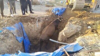 Kırıkhan ilçesindeki Güzelce Mahallesi’nde bir büyükbaş hayvan, otlayarak bulunduğu alanda