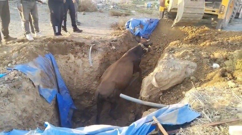 Kırıkhan ilçesindeki Güzelce Mahallesi’nde bir büyükbaş hayvan, otlayarak bulunduğu alanda