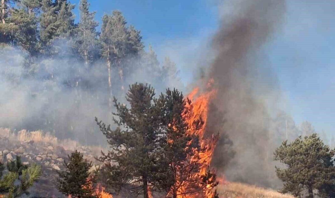Erzurum’un Şenkaya ilçesinde meydana gelen orman yangınlarından ikisi kontrol altına