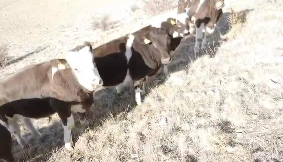 Nevşehir’de bir ahırın duvarını yıkarak kaçan inekler, jandarma ekipleri tarafından