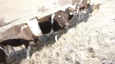 Nevşehir’de bir ahırın duvarını yıkarak kaçan inekler, jandarma ekipleri tarafından