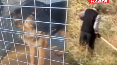 Yozgat’ın Yerköy ilçesinde birkaç gün önce bir köpeğe kürekle vurulduğu