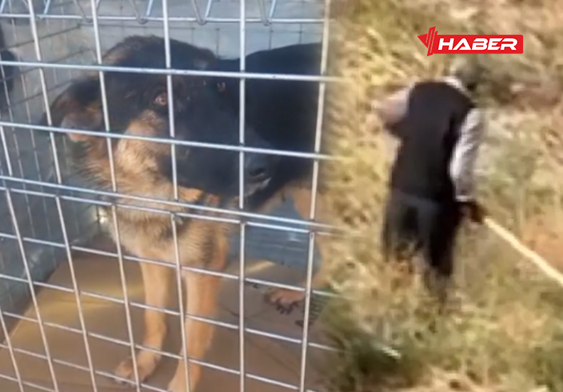 Yozgat’ın Yerköy ilçesinde birkaç gün önce bir köpeğe kürekle vurulduğu