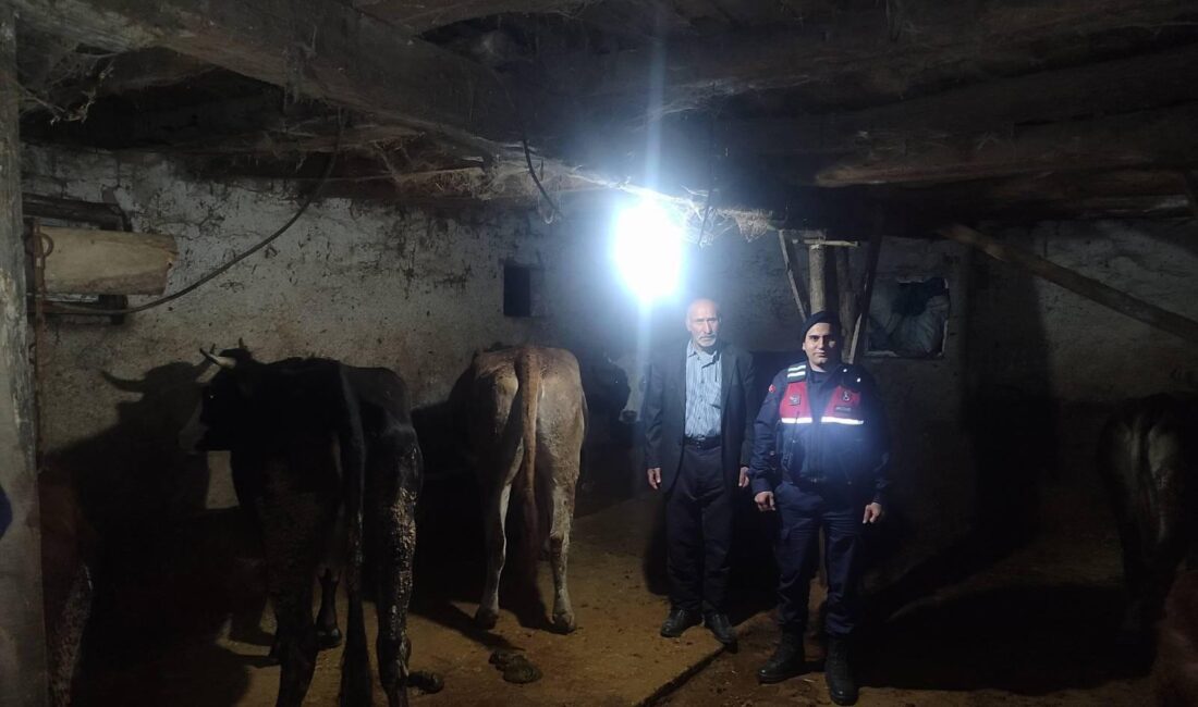 Yozgat’ta 5 adet büyükbaş hayvan, Jandarma Komutanlığı ekiplerinin başarılı çalışması