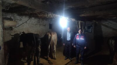 Yozgat’ta 5 adet büyükbaş hayvan, Jandarma Komutanlığı ekiplerinin başarılı çalışması
