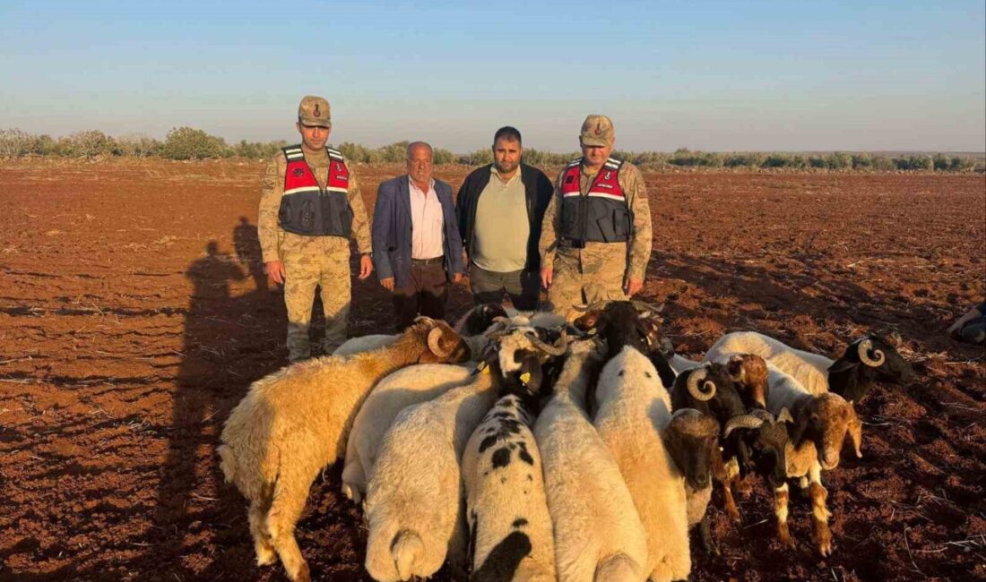 Kilis’te, Akıncı Köyü’nde yaşanan olayda, 19 küçükbaş hayvanın kaybolmasıyla ilgili