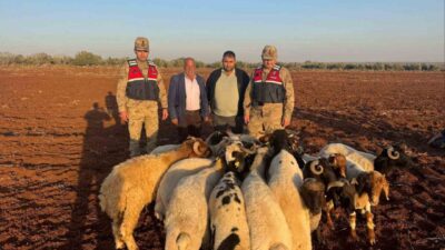 Kilis’te, Akıncı Köyü’nde yaşanan olayda, 19 küçükbaş hayvanın kaybolmasıyla ilgili
