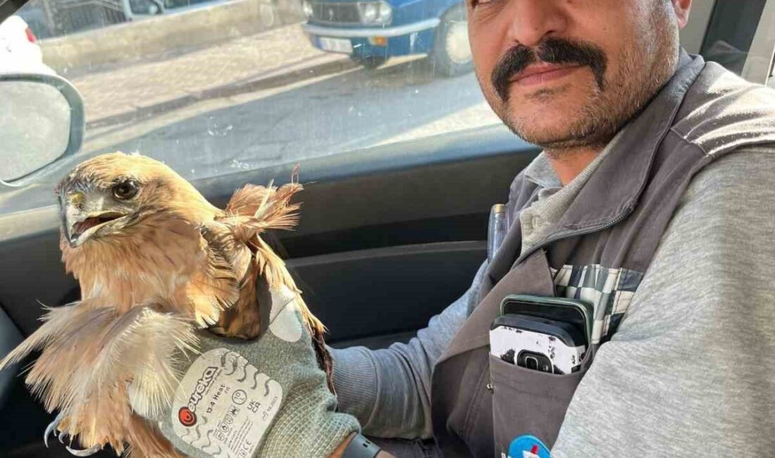 KIRŞEHİR(İHA)– Kırşehir’de bir vatandaş tarafından yaralı halde bulunan şahin tedavi