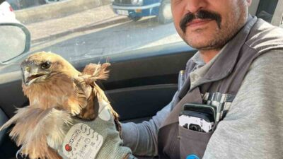 KIRŞEHİR(İHA)– Kırşehir’de bir vatandaş tarafından yaralı halde bulunan şahin tedavi