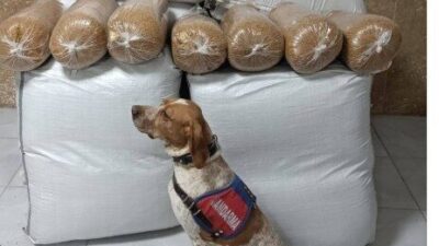 KIRŞEHİR (İHA) – Kırşehir İl Jandarma Komutanlığı ekipleri tarafından yapılan