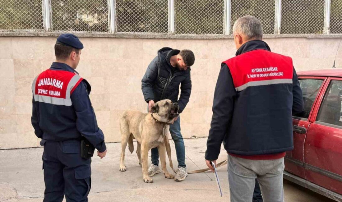Afyonkarahisar’da köpek dövüştüren şahısları jandarma dron ile tespit etti. Olayda
