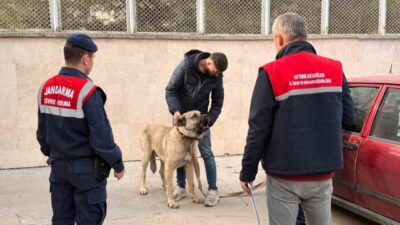 Afyonkarahisar’da köpek dövüştüren şahısları jandarma dron ile tespit etti. Olayda