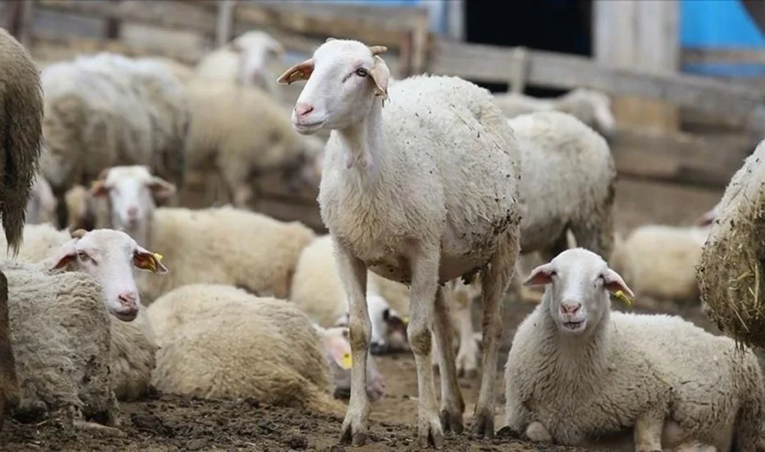 Yerköy İlçe Tarım ve Orman Müdürlüğü, 2024 yılı 3. dönem