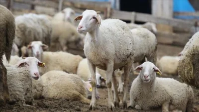 Yerköy İlçe Tarım ve Orman Müdürlüğü, 2024 yılı 3. dönem