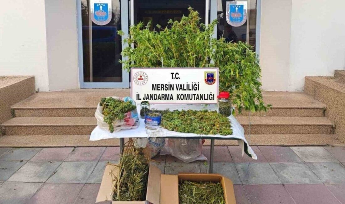 Mersin’de gerçekleştirilen jandarma operasyonunda, uyuşturucu madde üretmek amacıyla yasadışı kenevir