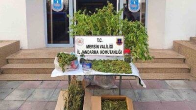 Mersin’de gerçekleştirilen jandarma operasyonunda, uyuşturucu madde üretmek amacıyla yasadışı kenevir