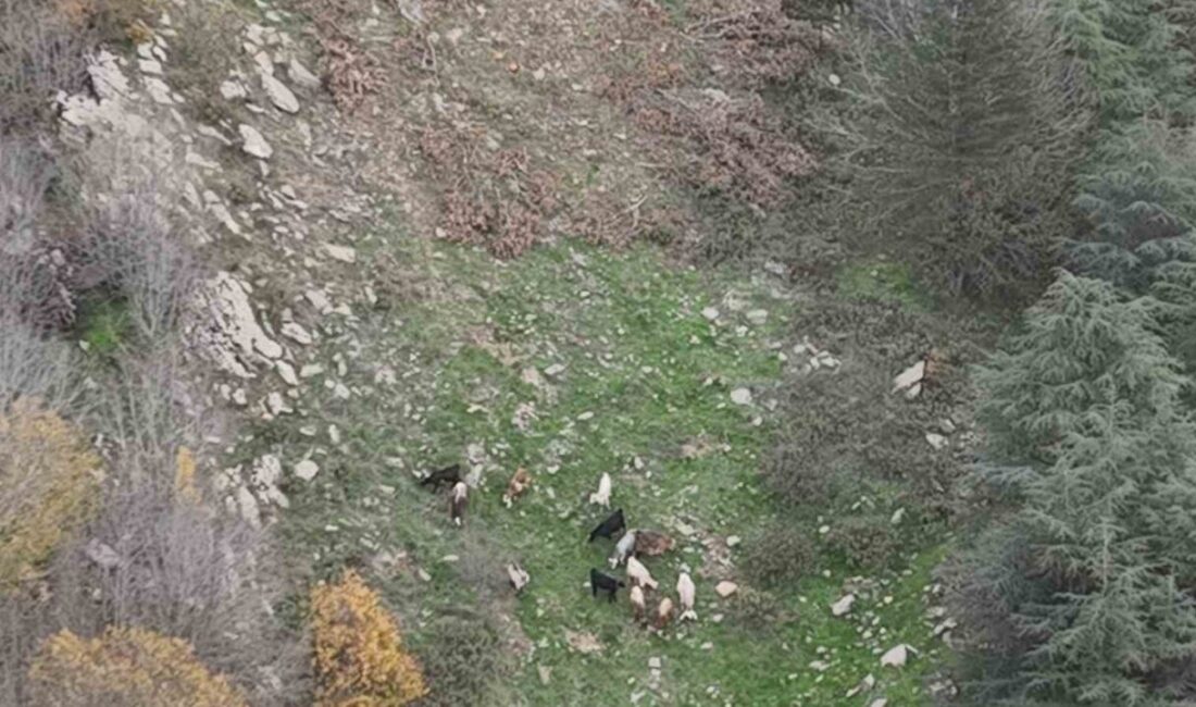 Orman İşletme Müdürlüğü ekipleri, Osmaniye’nin Düziçi ilçesinde koyun sürüsünü kaybeden