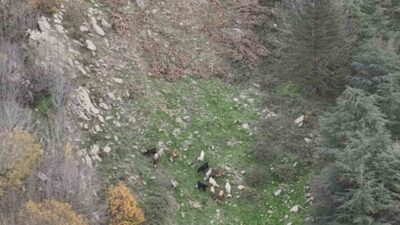 Orman İşletme Müdürlüğü ekipleri, Osmaniye’nin Düziçi ilçesinde koyun sürüsünü kaybeden