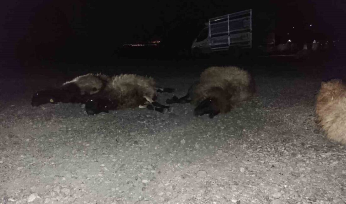 Şırnak’ta otomobilin sürüye çarpması sonucu 8 koyun telef oldu. Edinilen