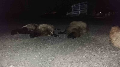 Şırnak’ta otomobilin sürüye çarpması sonucu 8 koyun telef oldu. Edinilen