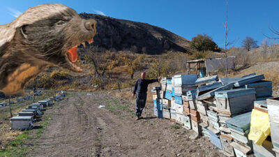 Yozgat’ın Büyüknefes köyünde, bal porsuğu paniği yaşandı. Köyde uzun yıllardır