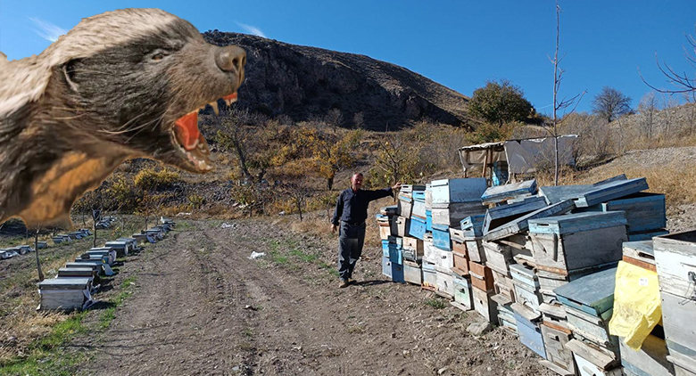 Yozgat’ın Büyüknefes köyünde, bal porsuğu paniği yaşandı. Köyde uzun yıllardır