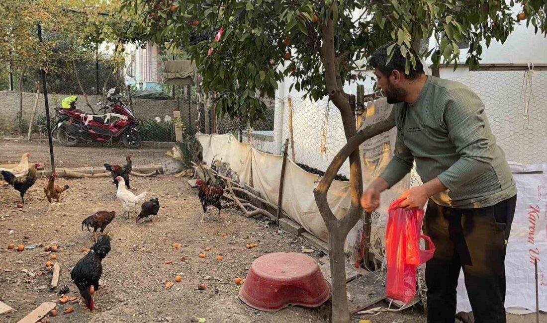 Osmaniye’de meydana gelen olayda bir evin bahçesinde gerçekleşen hırsızlık, mavi