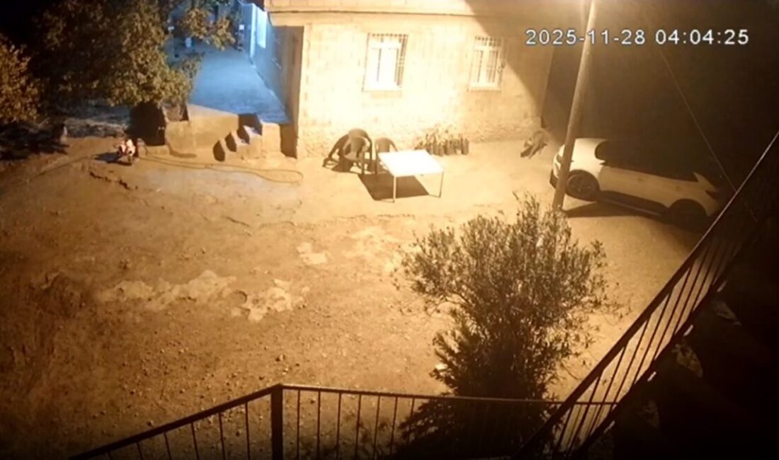Şanlıurfa’nın Bozova ilçesinde, aç kalan sırtlanlar, bir tavuk çiftliğine girerek