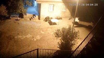 Şanlıurfa’nın Bozova ilçesinde, aç kalan sırtlanlar, bir tavuk çiftliğine girerek