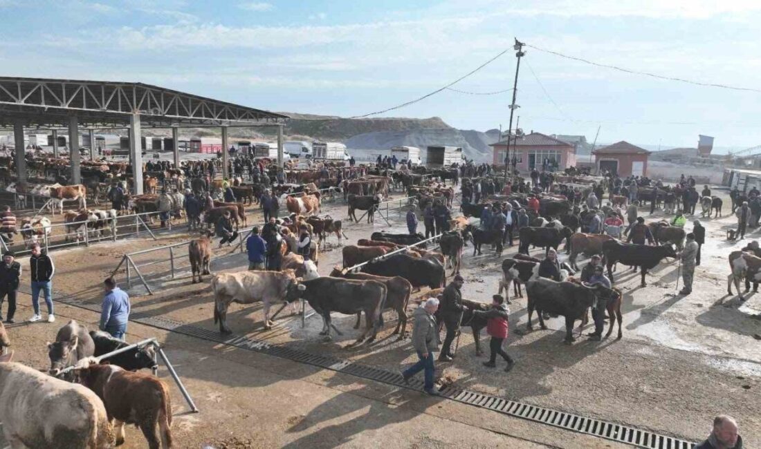 Yozgat’ın Sorgun ilçesinde, şap hastalığına karşı alınan tedbirler kapsamında yaklaşık